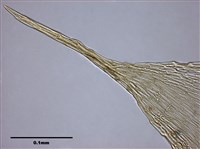 Acanthorrhynchium papillatum (Harv.) Fleisch. Collection Image, Figure 7, Total 10 Figures